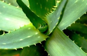 Beneficiile Aloe Vera pentru sanatatea ta