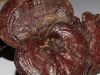 Ganoderma si medicina traditionala chineza