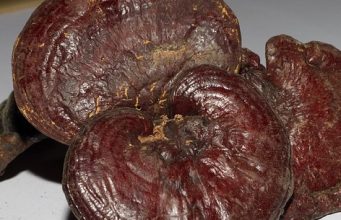 Ganoderma si medicina traditionala chineza