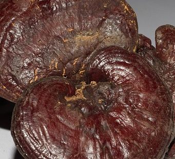 Ganoderma si medicina traditionala chineza